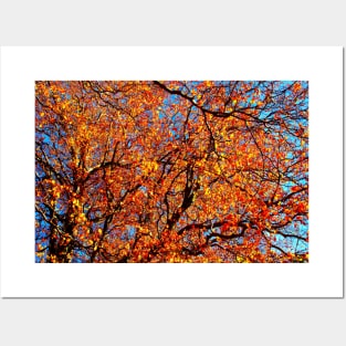 Spectacular curved branches of beech trees strewn with yellow and orange leaves Posters and Art